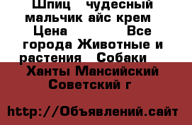 Шпиц - чудесный мальчик айс-крем › Цена ­ 20 000 - Все города Животные и растения » Собаки   . Ханты-Мансийский,Советский г.